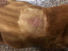 -爱侣宠医·鹦鹉专科·小型哺乳类·异宠专科(灵石路店)