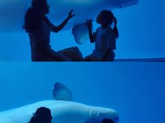 -海合安成都极地海洋公园