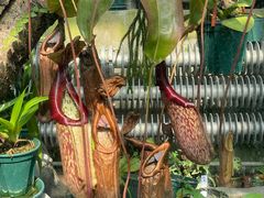 -国家植物园南园