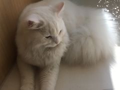 -飞行喵MR PILOT|猫舍·猫咖(静安大融城店)