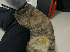 -御宝贝24h宠物医院·转诊中心·CT核磁血透中心(厦门总院)