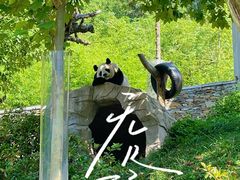 -卧龙中华大熊猫苑神树坪基地