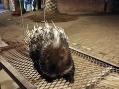 -清迈夜间动物园