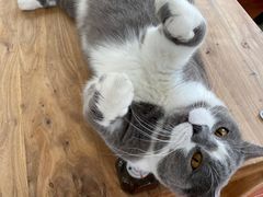 -猫小院猫主题咖啡厅(北锣店)