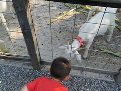 -前小桔亲子创意农场·草莓采摘·露营烧烤