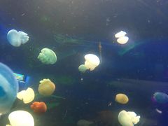 -芜湖新华联大白鲸海洋公园