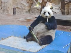 -成都动物园