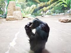 -上海野生动物园