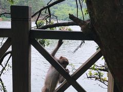 -黔灵山公园