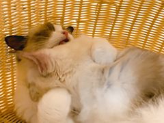 -momokira米努特·德文卷毛猫·棉花面纱犬