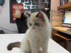 -御宝贝·A梦猫科宠物医院(国际猫友好医院)