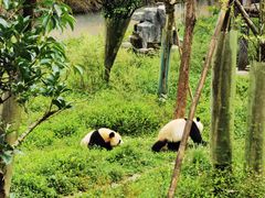 -中国大熊猫保护研究中心雅安碧峰峡基地