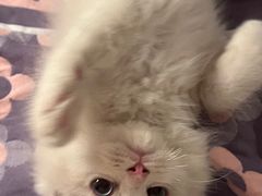 -三花喵·撸猫购宠·宠物生活馆(虹桥南丰城店)