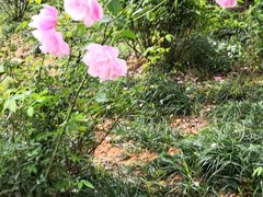 -南宁良凤江国家森林公园