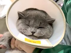 -派特宠物医院(圆融广场店)