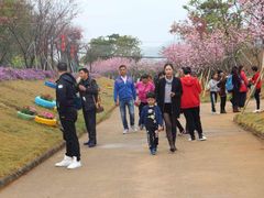 -天适樱花悠乐园