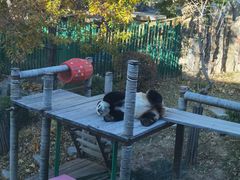 -大连森林动物园