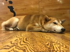 -柴务处·柴犬主题狗咖