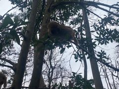 -黔灵山公园