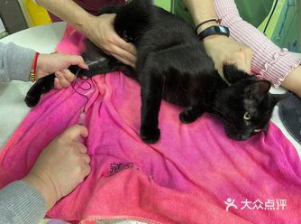 家中一霸到了绝育的时候，众多仇人前来围观