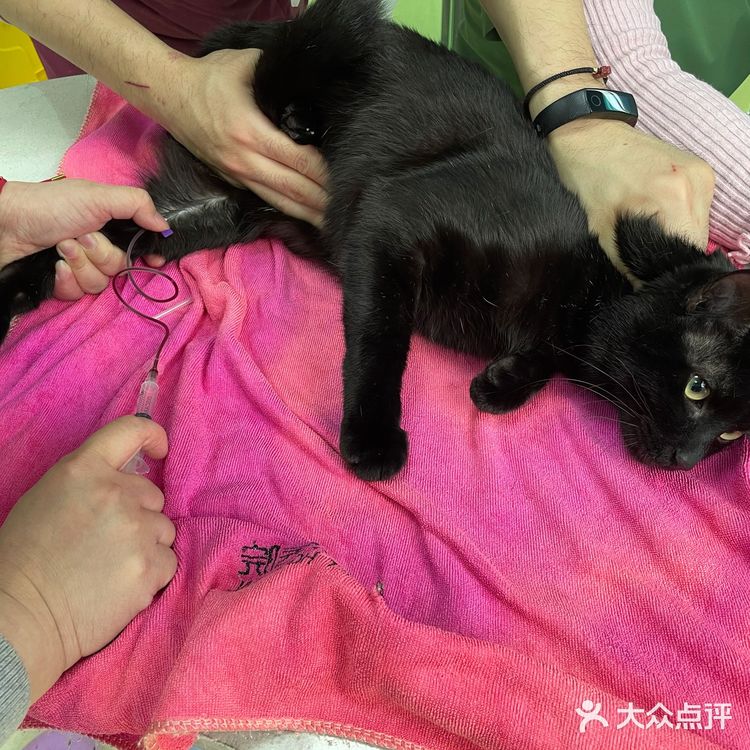 瓜子绝育记