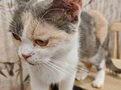 -楼上猫咖(罗湖店)