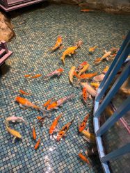 -酷嗒动物文化乐园(cutezoo西溪乐天城店)