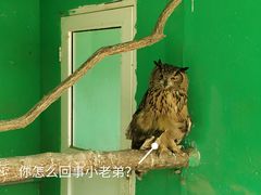 -西霞口神雕山野生动物世界