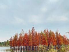 -白鹭湾湿地公园