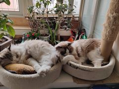 -中农大我爱我爱24h动物医院·中医针灸·猫专科·骨科医疗中心(双井店)