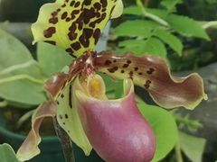 -国家植物园南园