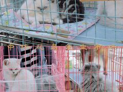 -中环花鸟鱼虫市场