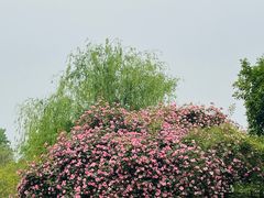 -鹅湖玫瑰文化园