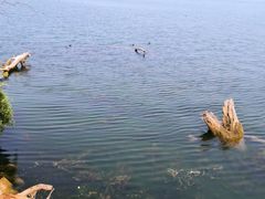 -洱海月湿地公园