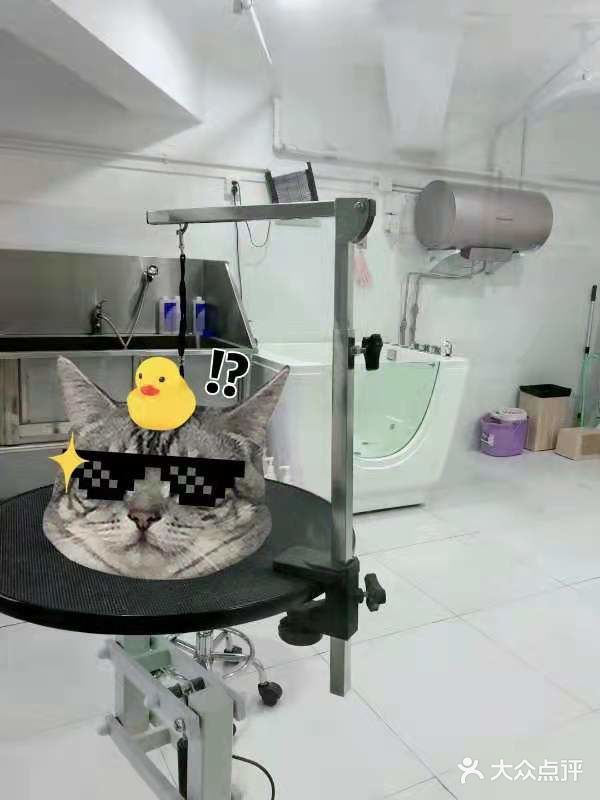 专业洗护，猫咪乖乖不乱叫[调皮]