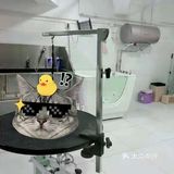专业洗护，猫咪乖乖不乱叫[调皮]