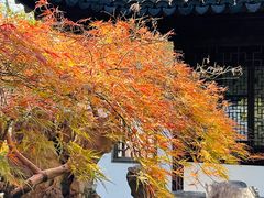 -秋霞圃