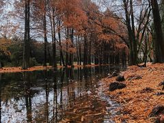 -上海共青森林公园