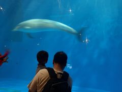 -华夏文旅海洋公园