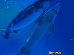 -泉城欧乐堡海洋极地世界