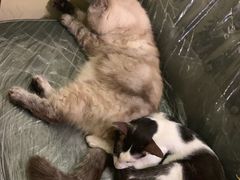 -猫色咖啡·猫咖