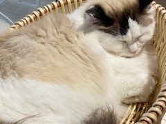 -怪兽屋·羊驼·猫咖·狗咖(俊华广场店)