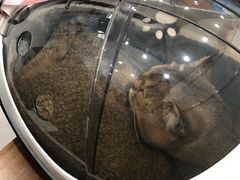 -纳吉亚猫专科动物诊疗中心(蒋宅口分院)