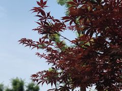 -思南公馆