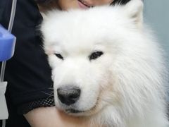 -爱侣宠医·鹦鹉专科·小型哺乳类·异宠专科(灵石路店)