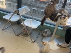 -怪兽屋·羊驼·猫咖·狗咖(俊华广场店)