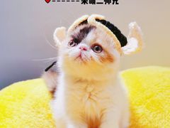 -70cat德文卷毛猫·缅因猫纯种猫舍