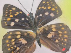 -上海昆虫博物馆