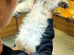 -欣宠猫屋·矮脚拿破仑·蓝金金渐层