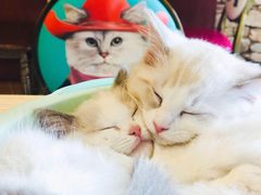 -猫咪咖啡店(新城大街店)